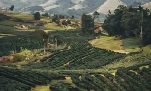 arabica-coffee-plants-fields-organic-plantation-manizales-region-colombia_1346048-54225