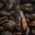 close-up-roasted-thai-coffee-beans_77206-566